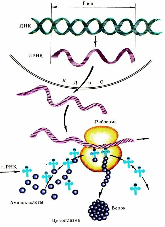 Из каких этапов состоит синтез белка. Биосинтез белков схема. Схема биосинтеза белка в живой клетке. Схема биосинтеза белка в живой клетке рис 17. Схема биосинтеза белка на рибосоме.