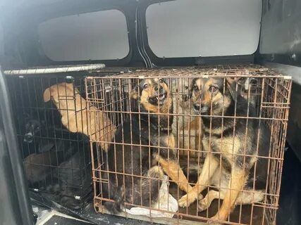 Отлов и содержание безнадзорных животных