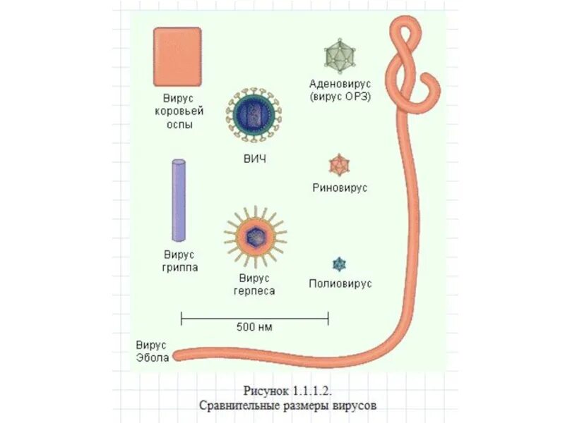 Сколько вирус живет в организме. Размеры вирусов. Продолжительность жизни вирусов. Условия жизни вирусов.