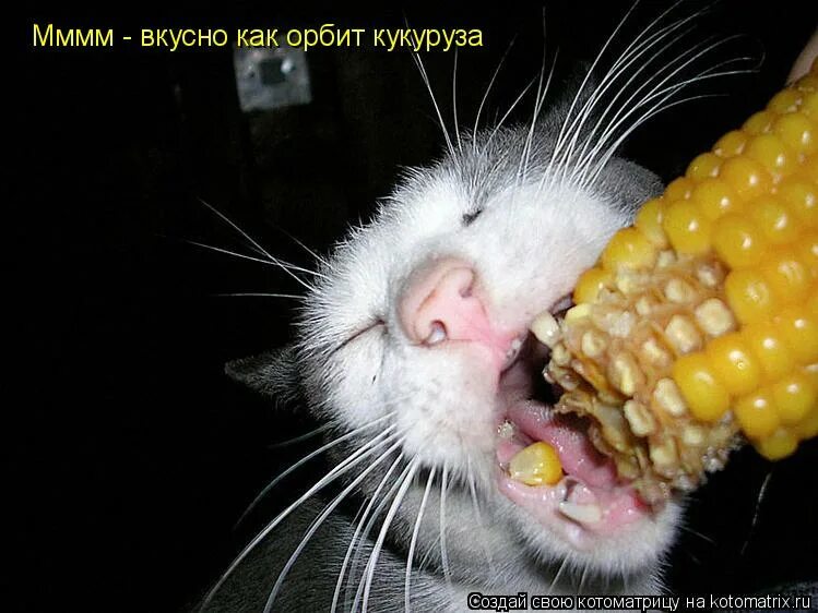 Можно котам кукурузу. Смешная кукуруза. Кот с кукурузой. Кот ест кукурузу. Жрет кукурузу.
