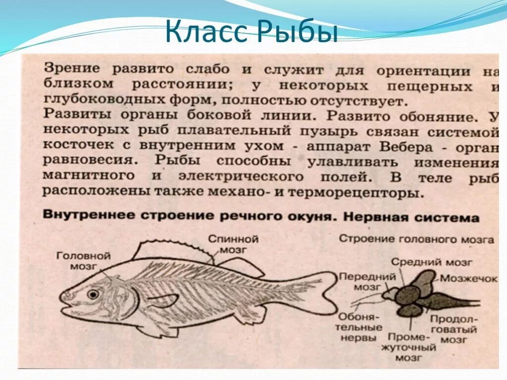 Рыбы доклад 7 класс. Доклад про рыб. Сообщение на тему рыбы. Сообщение о рыбах по биологии. Сообщение о рыбе 7 класс.