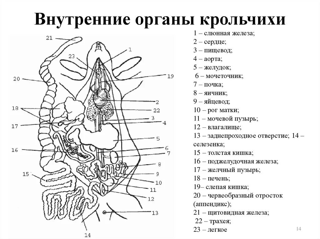 Внутреннее строение кролика