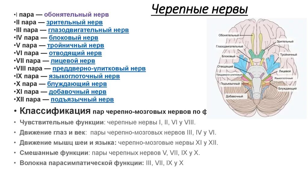 Сколько пар черепных нервов отходит. 12 Пар черепных нервов ядра. 12 Пар черепных нервов таблица с ядрами. Черепно-мозговые нервы 12 пар. Черепно мозговые нервы строение.