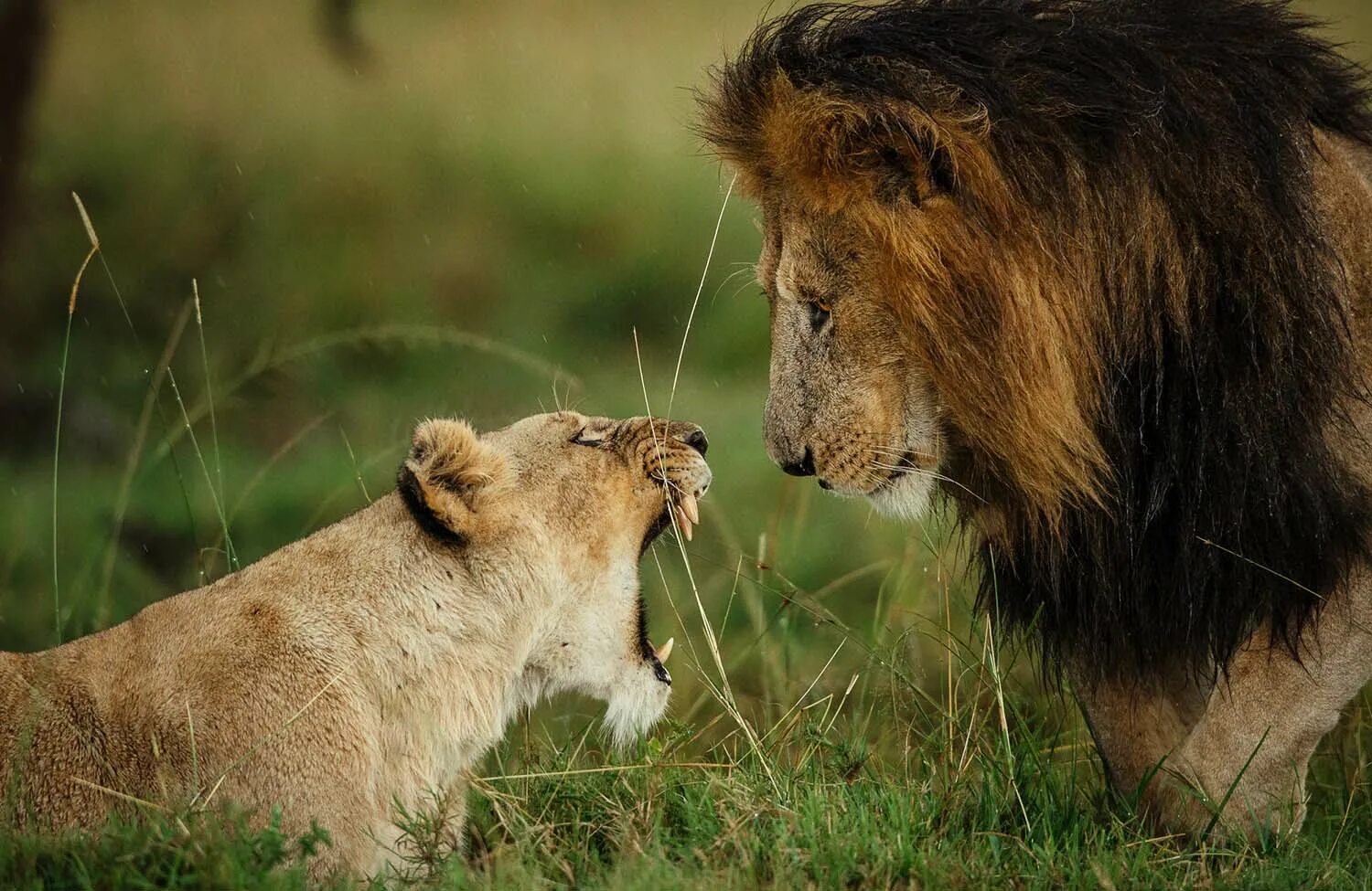 Львы Прайд. Лев и львица. National Geographic животные. Lioness in the rain