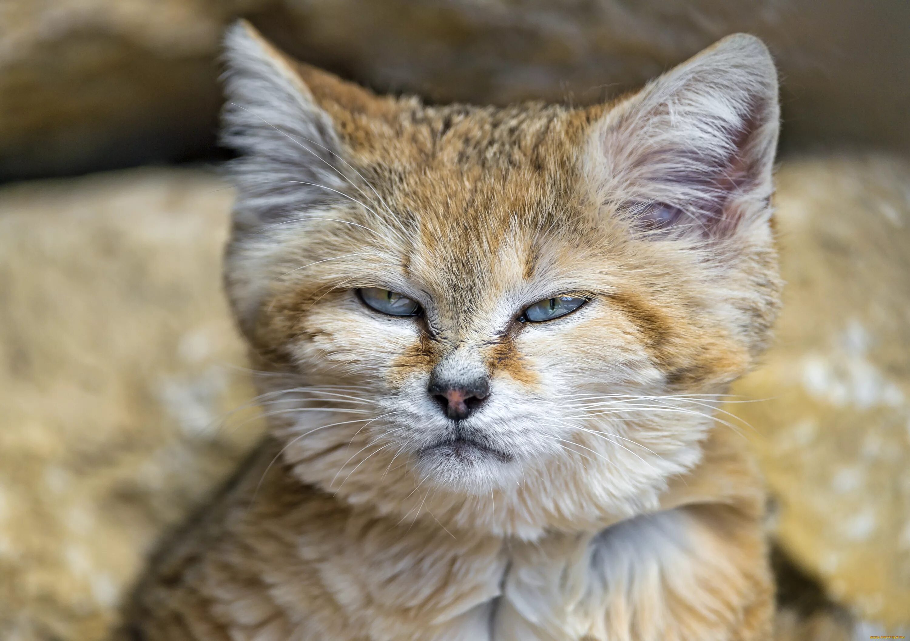 Кошки которые всегда маленькие. Барханный кот. Песчаная барханная кошка. Котята барханной кошки. Барханная кошка (Песчаная кошка).
