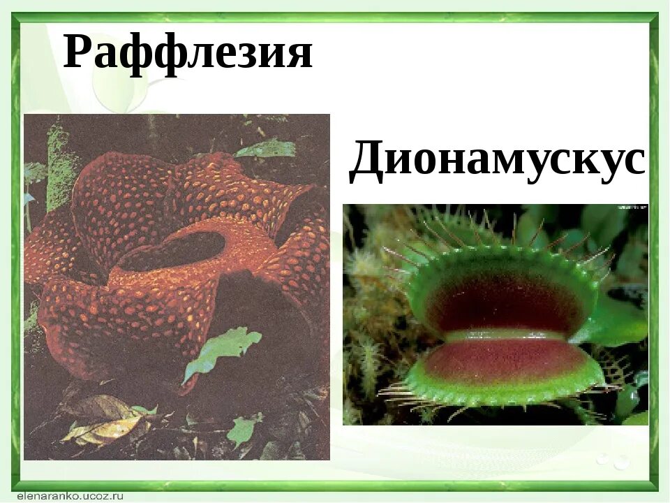 Морской еж автотроф или гетеротроф. Растения паразиты автотрофы. растения паразиты гетеротрофы. раффлезия гетеротроф. паразитические растения гетеротрофы или автотрофы.