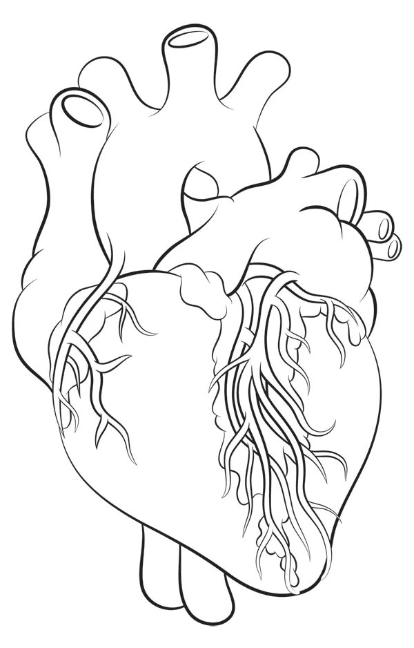 Heart science