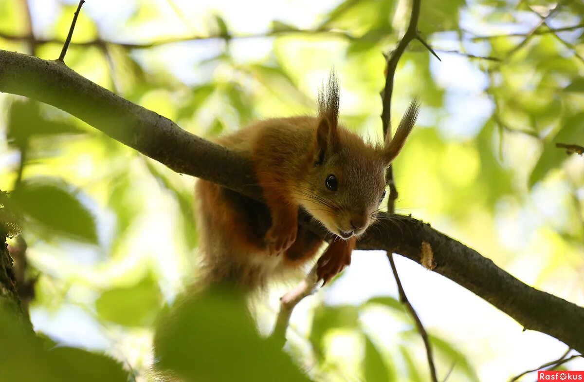 жизнь диких животных осенью. книга про жизнь животных для детей. жизнь животных. э. жизнь животных осенью для детей.