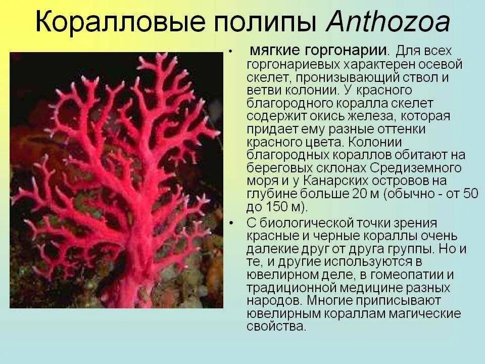 Коралловые полипы Кишечнополостные. Известковый скелет коралловых полипов. Коралловые полипы строение. Коралловые полипы кораллы.