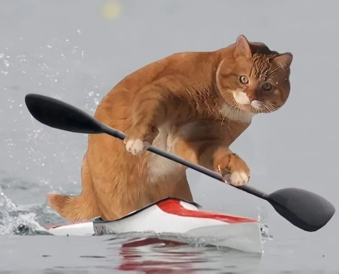 Лапками гребите. Кот на байдарке. Кот в лодке. Кошка в лодке. Кот гребет на лодке.
