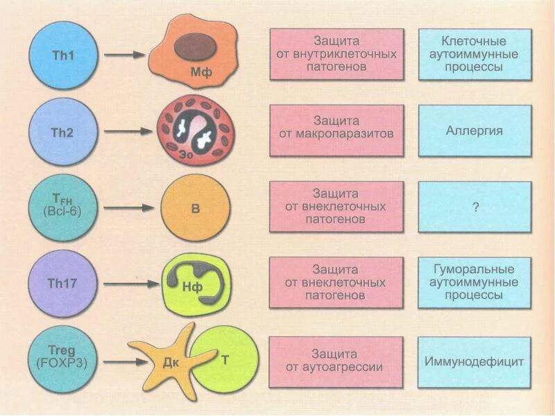 диминута бактерия. микробы возбудители инфекционных заболеваний. внеклеточные патогены. бактерии картинки. патоген ассоциированные молекулярные паттерны.