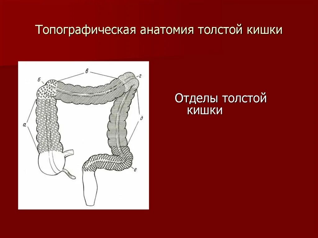 Тонкий кишечник тест. Отделы толстой кишки топографическая анатомия. Толстый кишечник отделы топография. Толстая кишка анатомия отделы. Внешняя стенка толстой кишки.