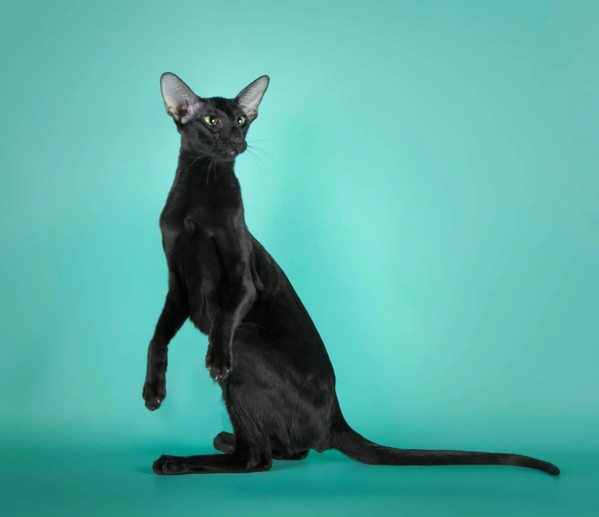 Восточный ориентальный кот. Сиамо-Ориентальная короткошёрстные. Черный кот породы Ориентал. Ориентальная короткошерстная кошка. Окрас кошки породы ориентальная