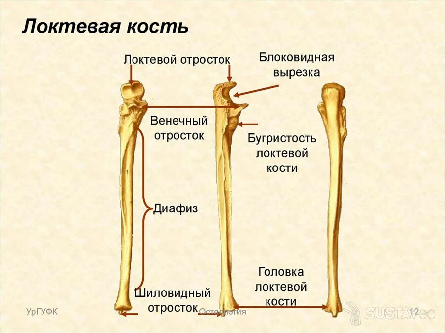 Анатомия кости головка лучевой кости. Локтевая кость строение. Строение локтевой кости анатомия. Локтевая кость отростки.