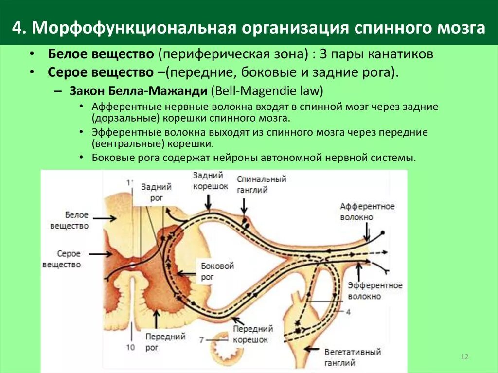 Промежуточные нервные узлы. Морфофункциональная организация спинного мозга. Морфофункциональная характеристика спинного мозга. Строение и функции спинного мозга. Анатомия и физиология. 1. Морфофункциональная организация спинного мозга.
