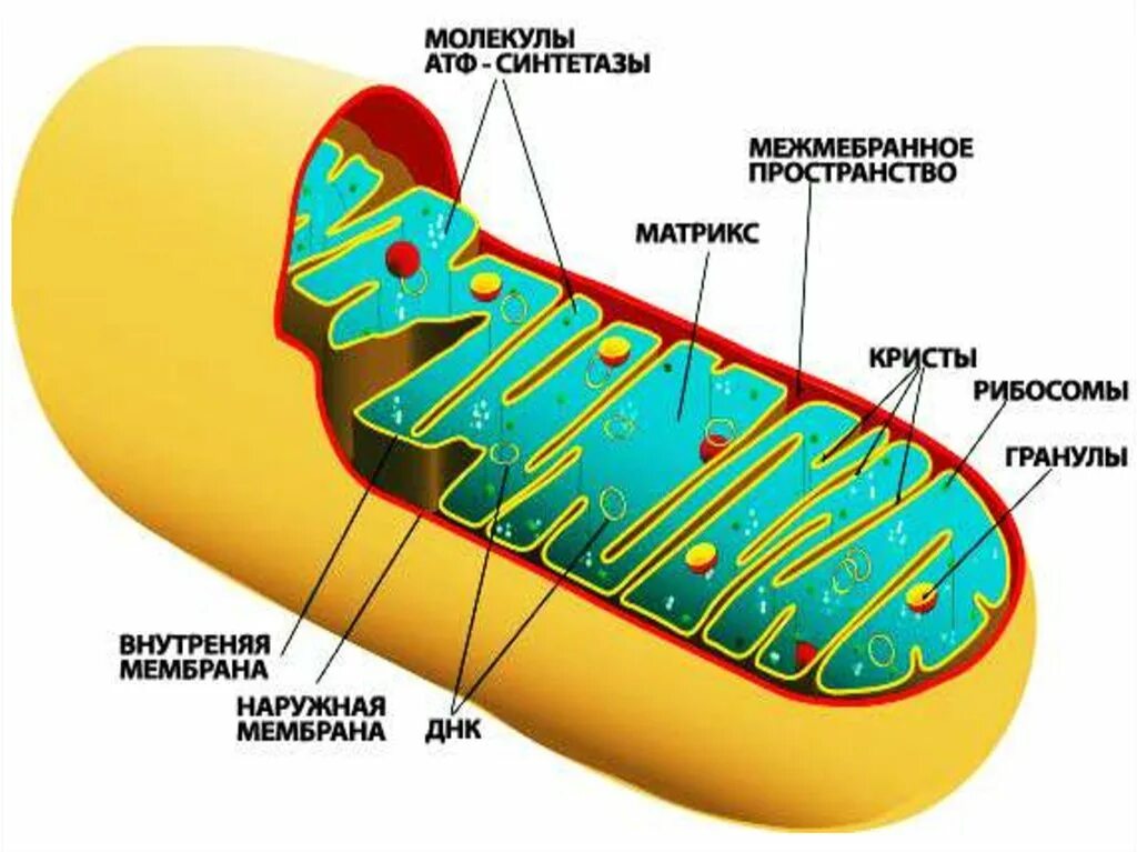 Строение митохондрии. Строение митохондрии клетки. Схема строения митохондрии. Строение органелл митохондрии в клетке. Строение митохондрии эукариотической клетки.