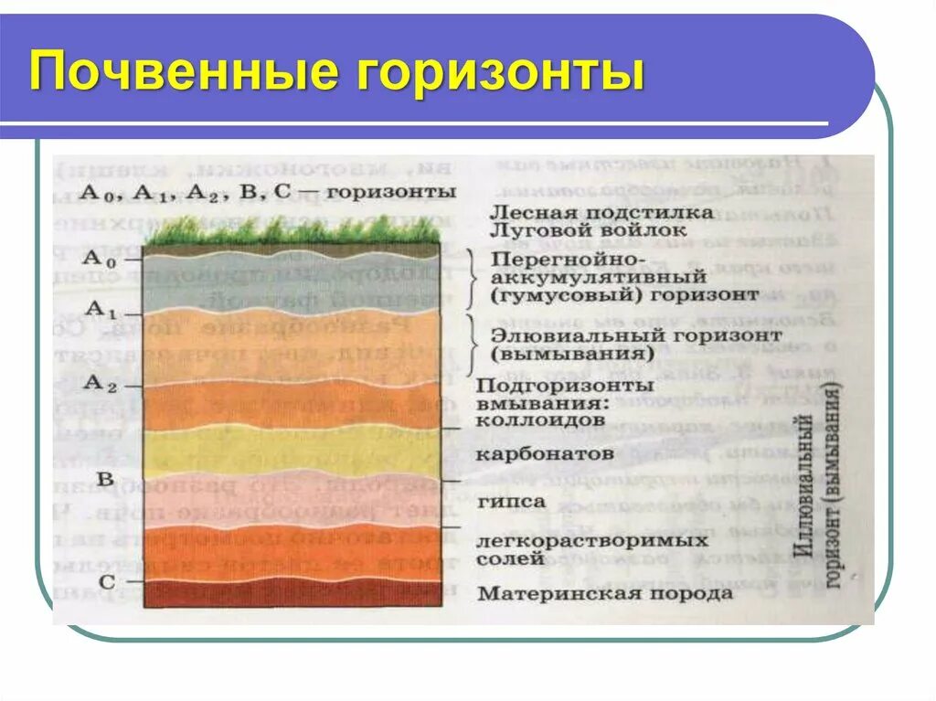 Почва урок географии 8 класс. Строение почвы почвенные горизонты. Структура почвы 8 класс география. Строение почвы подвесные горезонты. Строение почв России.