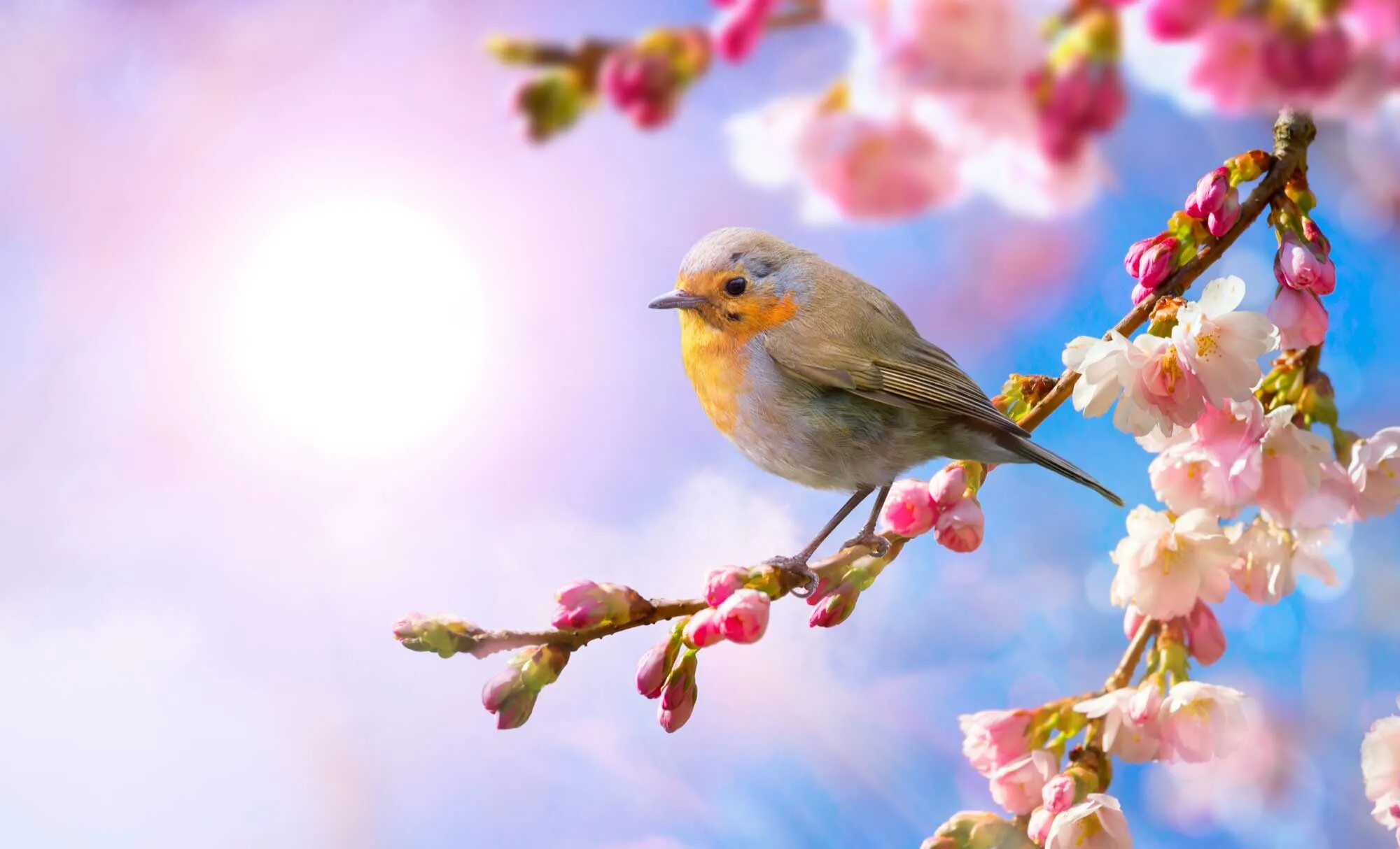 Птица праздника весны. Природа птицы. Весенние птички. Яркие весенние птицы.