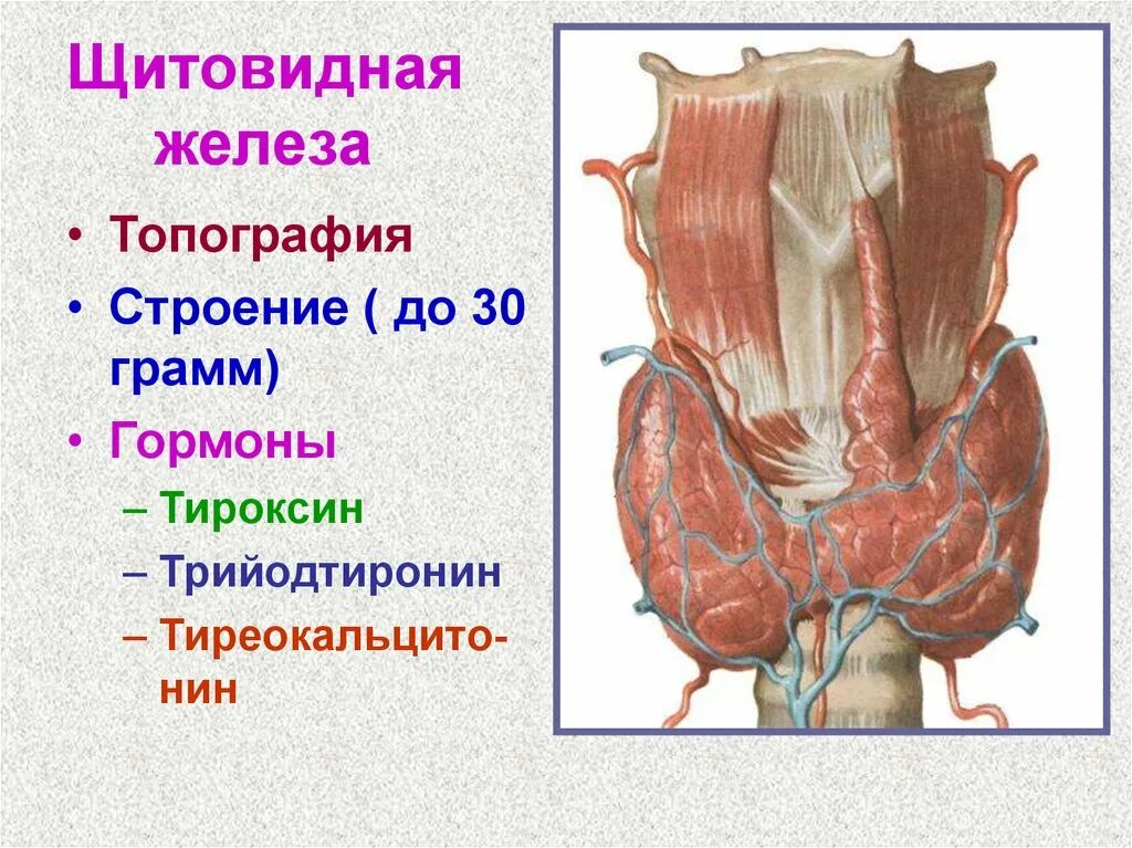 Щитовидная железа (топография, строение, кровоснабжение, иннервация). Щитовидная железа топография строение гормоны. Мышцы щитовидной железы спереди. Щитовидная железа топография железы.