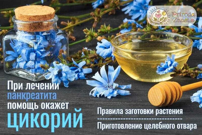 Можно ли при поджелудочной пить цикорий. Цикорий для поджелудочной. цикорий поджелудочная железа. цикорий лекарство. цикорий при панкреатите поджелудочной железы.