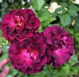 Rose 2016