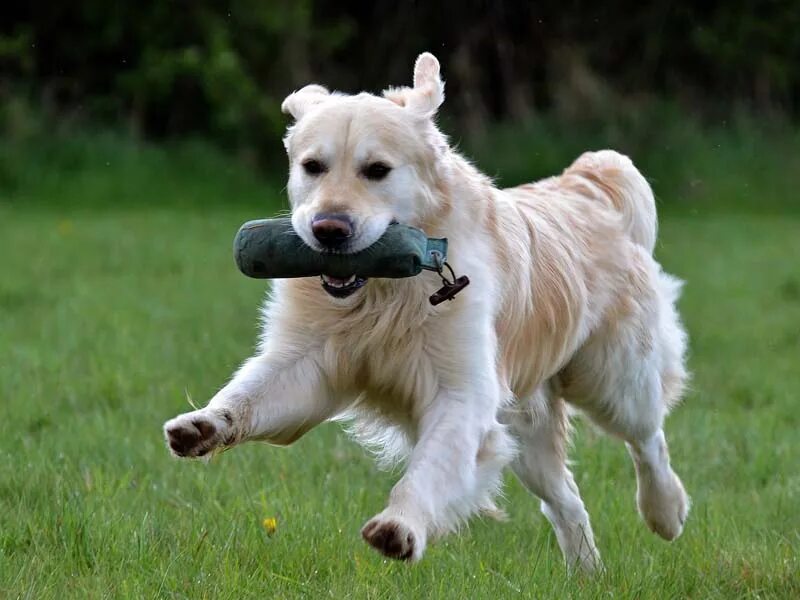 хозяин собаки. собака медик. джек-рассел-терьер. животные у ветеринара. счастливая собака.