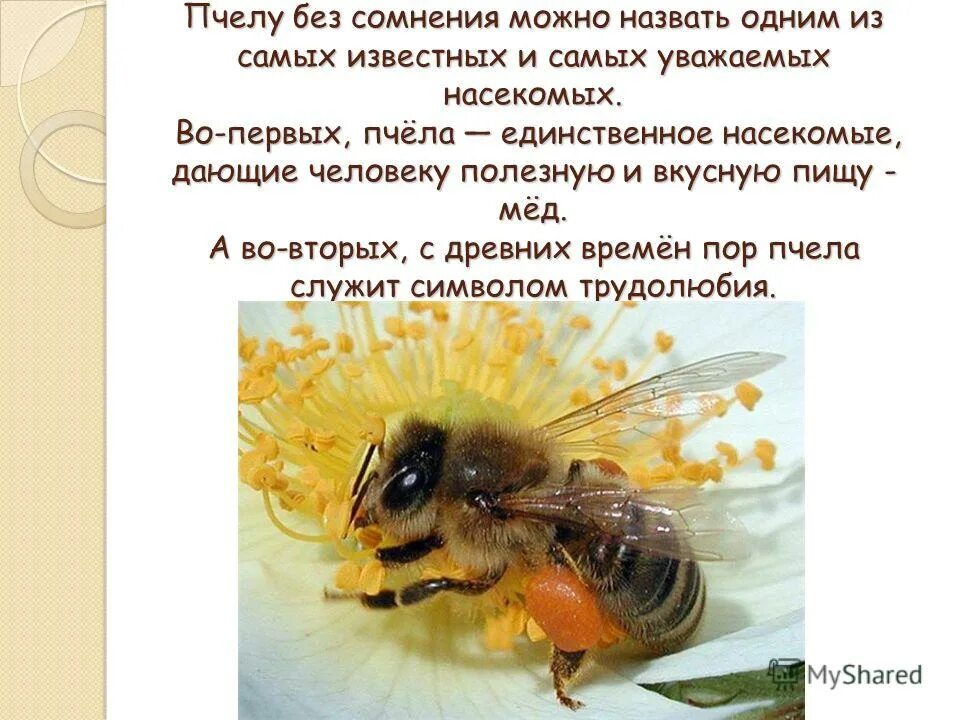 интересные факты об пчелх. пчела доклад 3 класс. доклад на тему пчелы. краткая информация о пчелах. пчелы презентация для детей.