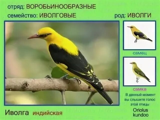 Иволги падеж