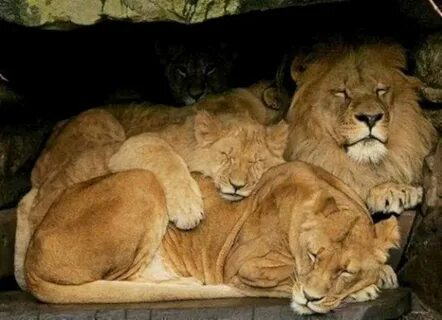 A lion sleep during the day