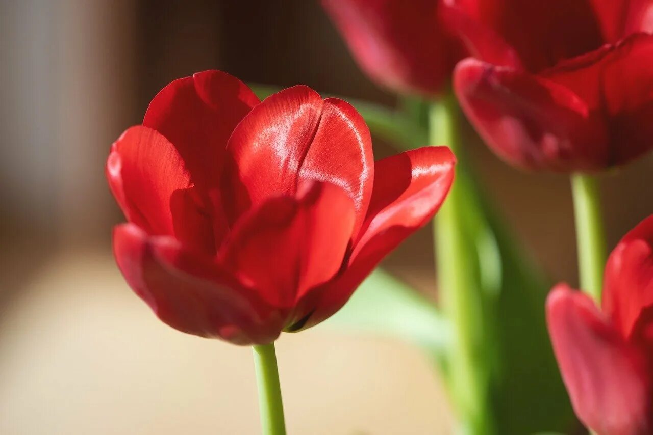 3 красных тюльпана. Тюльпан ред дресс. Красные тюльпаны. Красивые красные тюльпаны. Красные тюльпаны картинки.