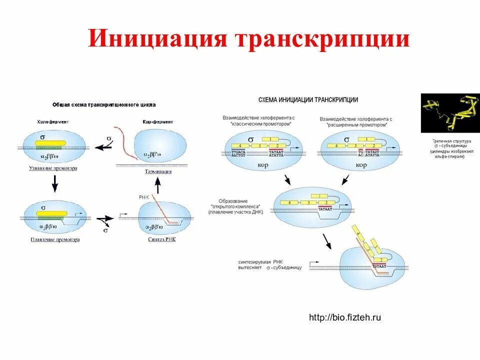 Инициация 5. Инициация транскрипции у эукариот схема. Этапы синтеза РНК инициация. Этапы транскрипции инициация. Схема процесса транскрипции.