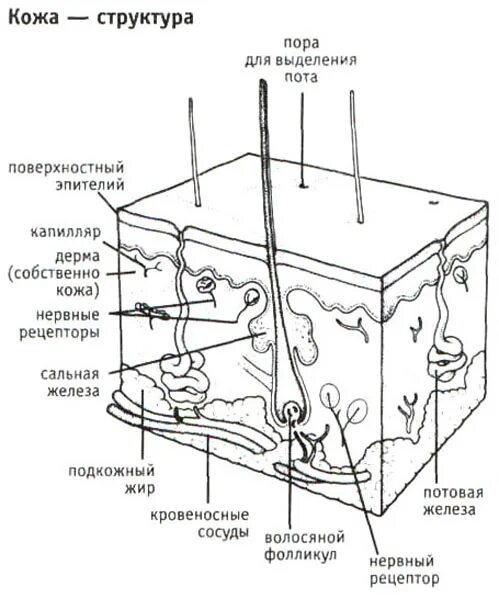 Тест кожа строение и функции 8 класс. Строение кожи. Схема строения кожи. Строение кожи ЕГЭ. Зарисовать строение кожи.