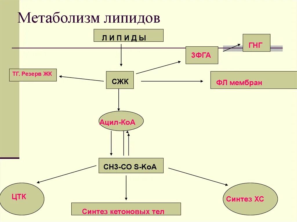 Обмен липидов биохимия схема. Схема процесса обмена липидов биохимия. Схема метаболизма липидов биохимия. Общая схема метаболита липидов.