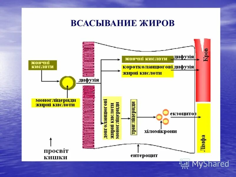 Переваривание всасывание жирных кислот биохимия. Последовательность всасывания жиров. Механизмы всасывания. Последовательность всасывания жиров. Последовательность всасывания жиров.