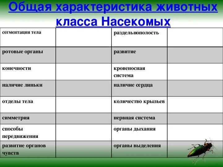 Отряд представители особенности строения тип развития значение. Отряд представители особенности строения тип развития значение