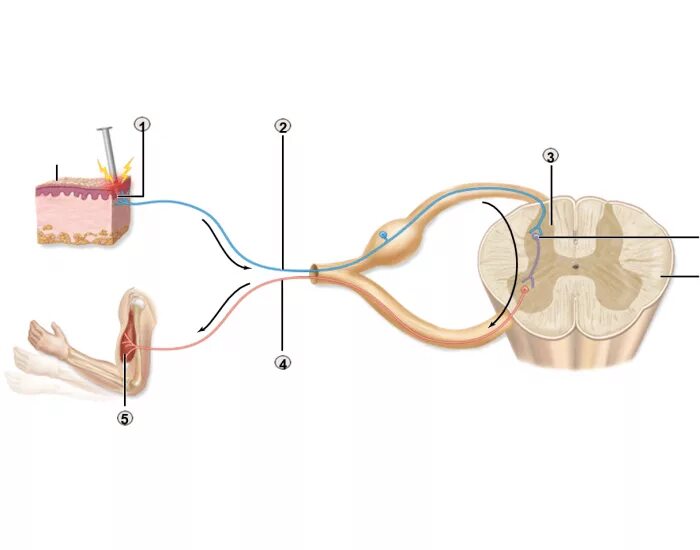 Р рефлекс. Reflex Arc. Reflex Arch. Парамакулярный рефлекс. Papillary Reflex Arc.