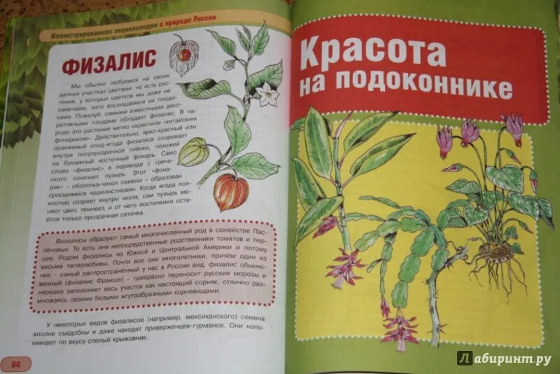 Книги о культурных растениях названия 3 класс