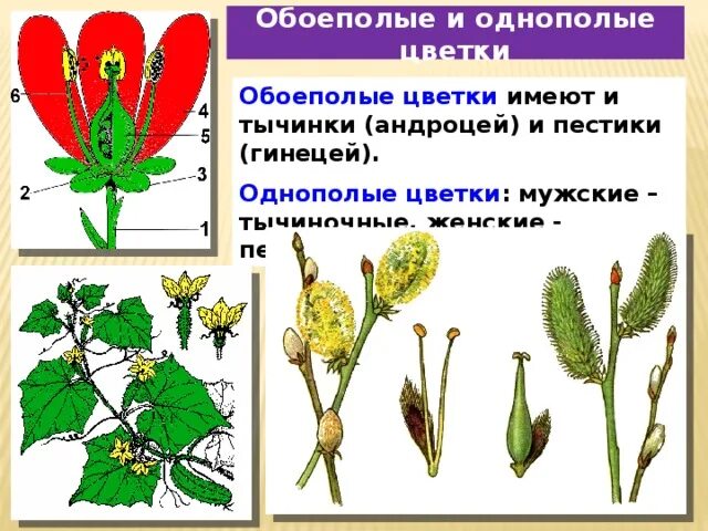 Называется обоеполым. Однополые и двуполые цветки. Растения с однополыми цветками. Однополые и обоеполые цветки. Уветки обоеполое и однополые.