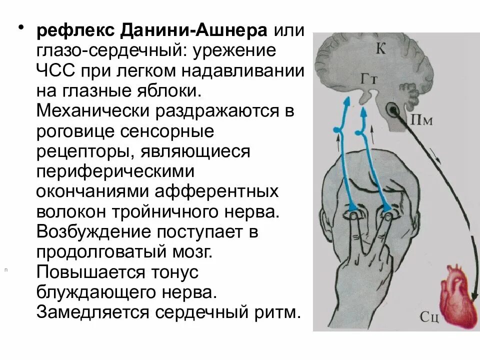 Рефлекторный путь рефлекса Данини-Ашнера. Рефлекс Данини Ашнера рефлекторная дуга. Глазо-сердечный рефлекс физиология. Данини Ашнера рефлекс механизм.