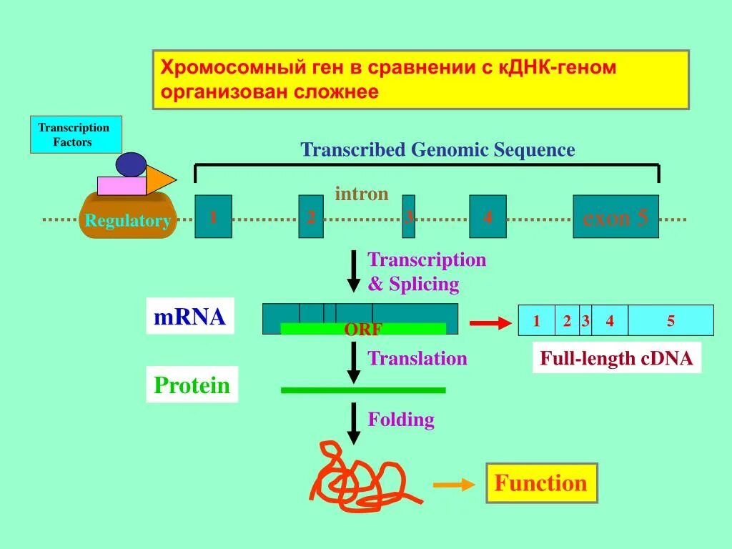 Комплиментарные днк. Синтез КДНК. МРНК КДНК. Клонирование КДНК. Синтез КДНК на матрице РНК.