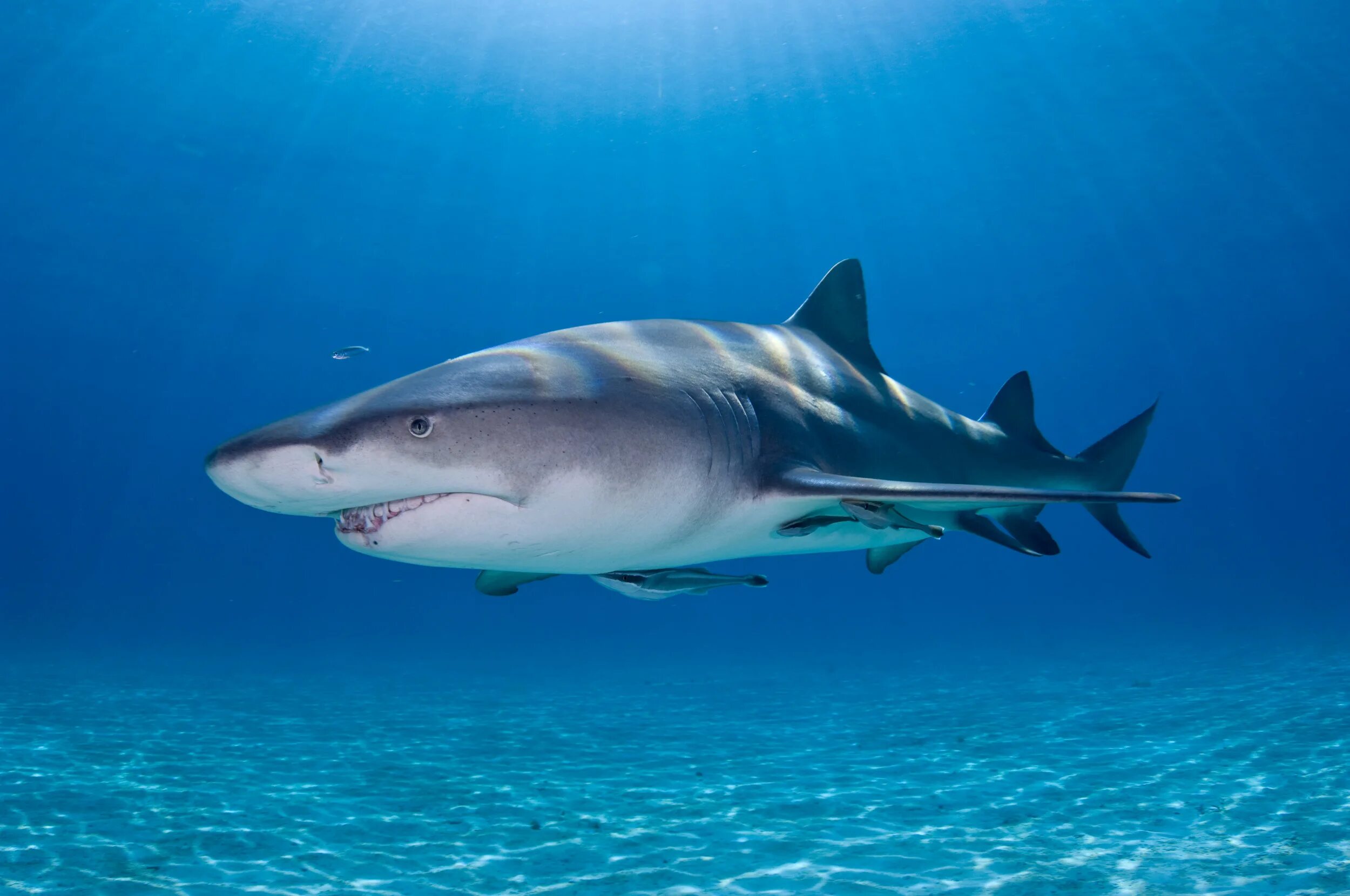 Shark return. Дельфин против акулы. Лимонно рифовая акула. Мадагаскарская острозубая акула. Накула.