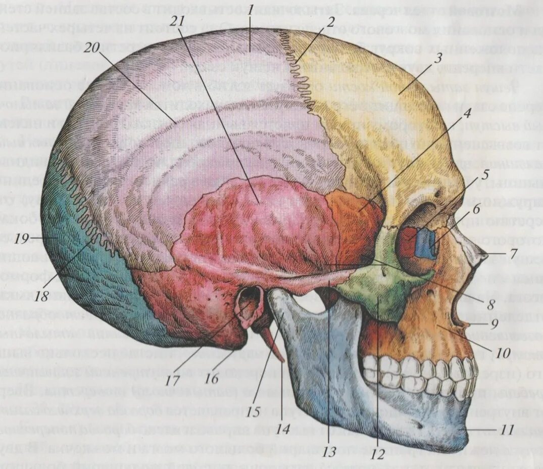 Задние кости черепа. Атлас Синельникова кости черепа. Череп анатомия Синельников. Строение черепа вид сбоку. Атлас Синельникова 1 том кости черепа.