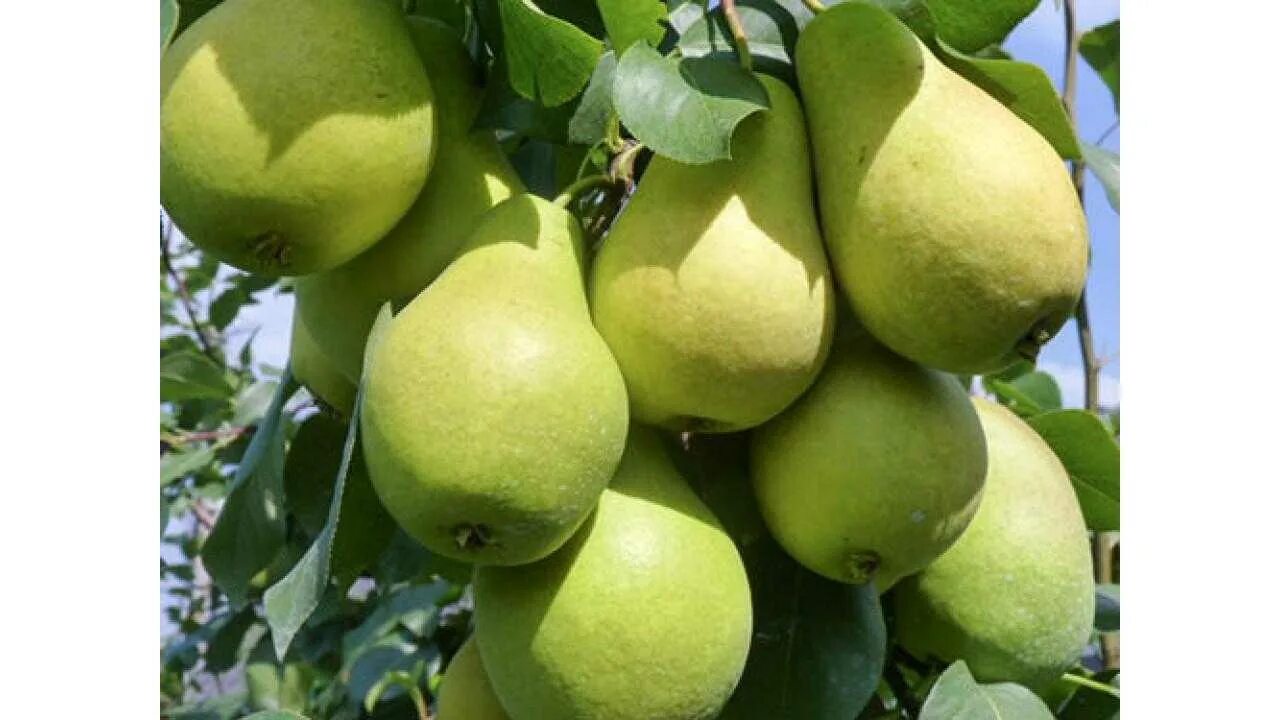 Груша видная описание сорта