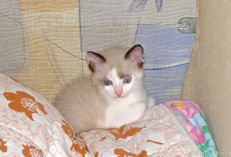 Авито волгоград котята