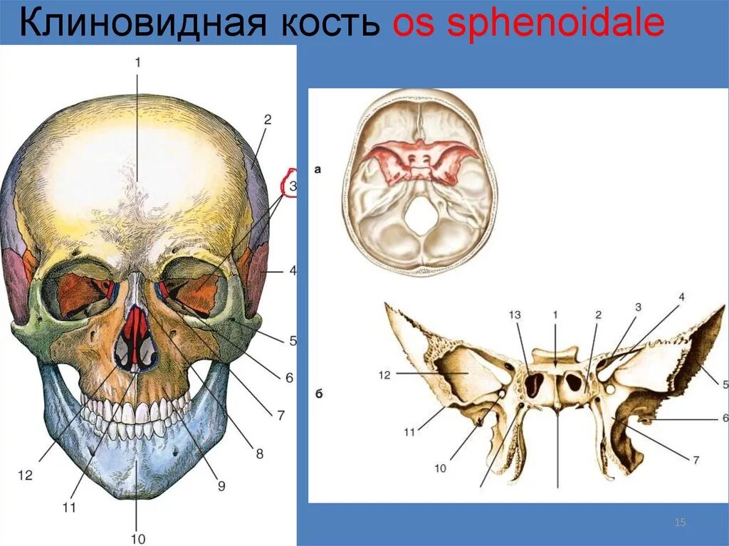 Кость бабочка. Клиновидная кость крыловидный отросток. Клиновидная кость черепа черепа. Клиновидная кость черепа анатомия строение. Кости мозгового черепа клиновидная.