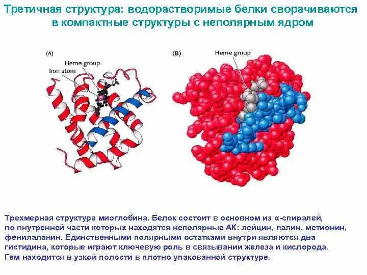 Третичная структура белка данная структура. Третичная структура миоглобина. Миоглобин четвертичная структура. Строение миоглобина биохимия. Структура белков растворимые.