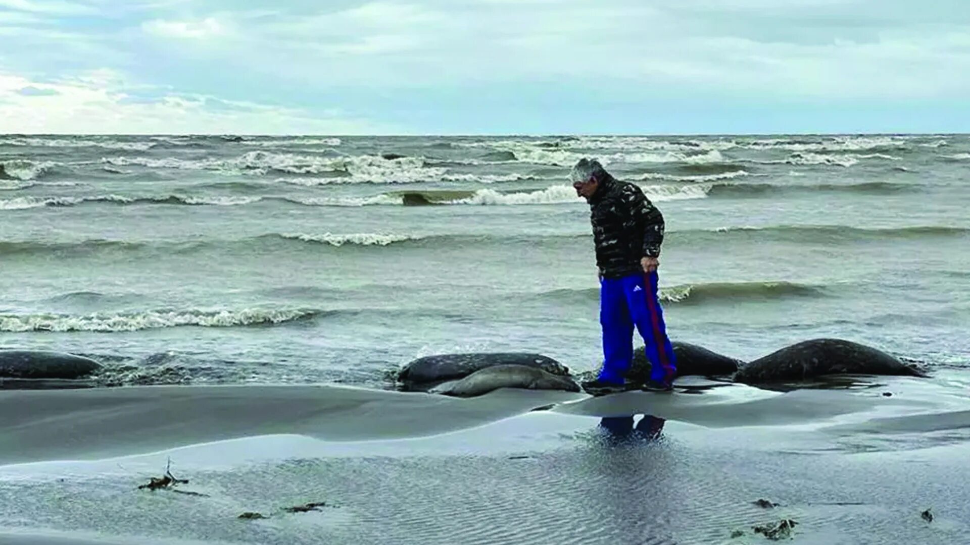 Гибнущее море. Морские котики в Каспийском море Дагестан. Массовая гибель тюленей в Каспийском море. Мертвые тюлени на берегу Каспийского моря. Каспийская Нерпа.