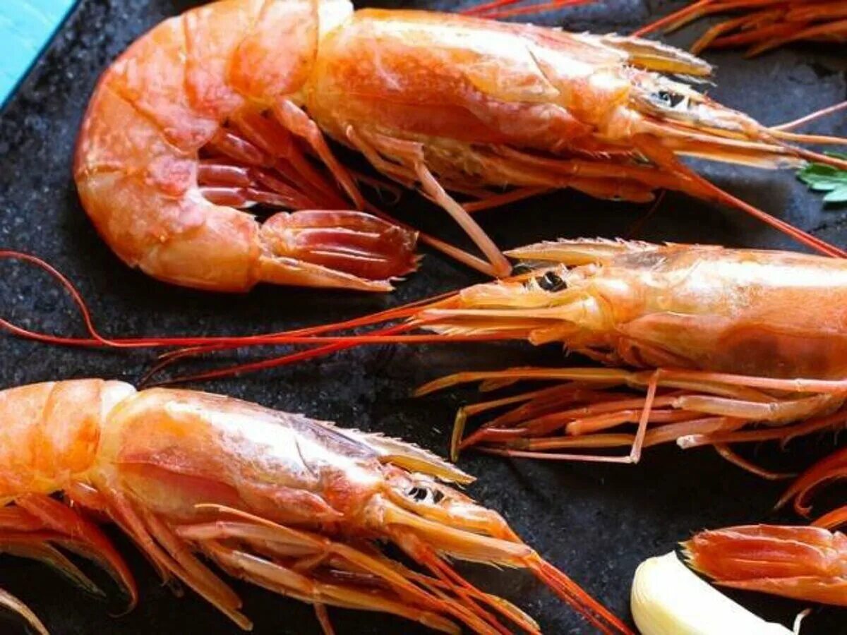 разные виды креветок. как называются креветки. как называются креветки. подвиды креветок. название креветок.