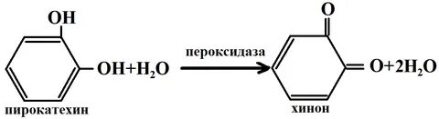 Фермент хрена