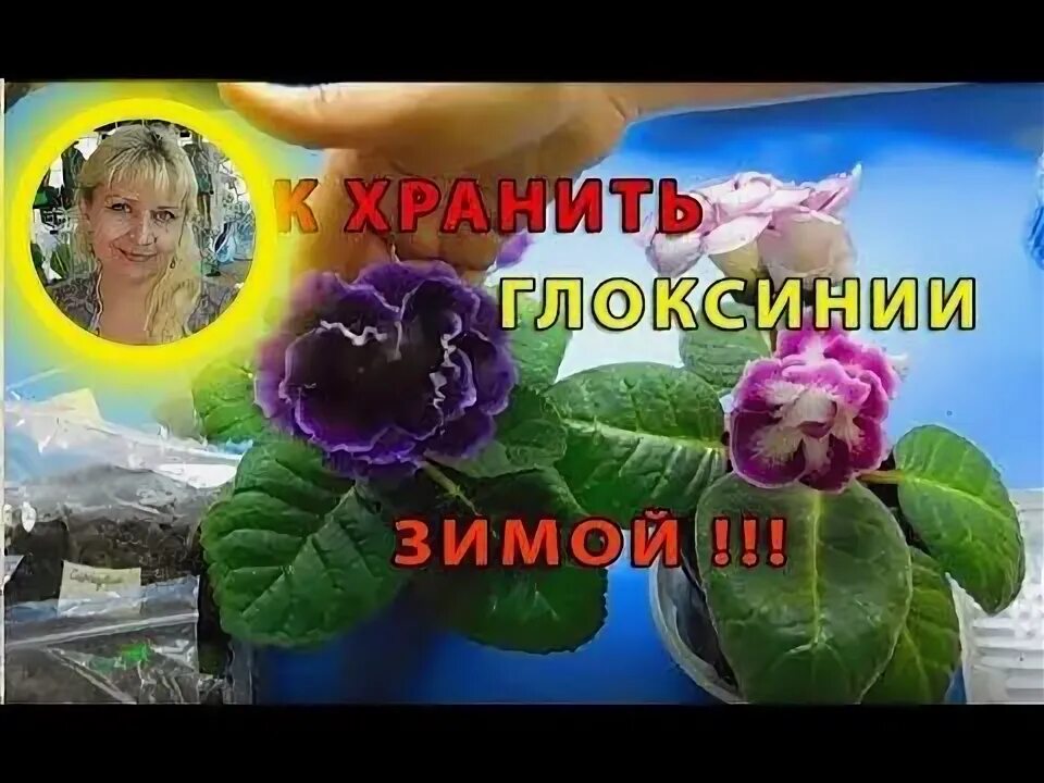 Как сохранить глоксинию зимой. Клубень глоксинии. глоксиния зимой. земля для глоксинии.
